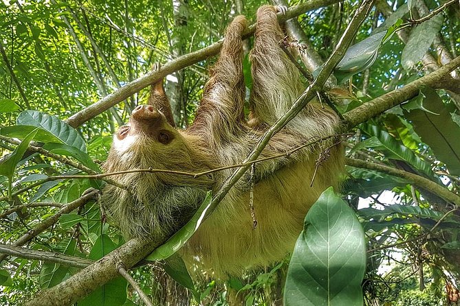 Sloths Watching Tour Through Sloths Territory - Key Points