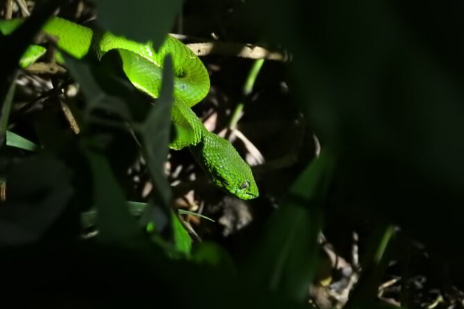 Small Group Night Walking Tour in Monteverde - Key Points