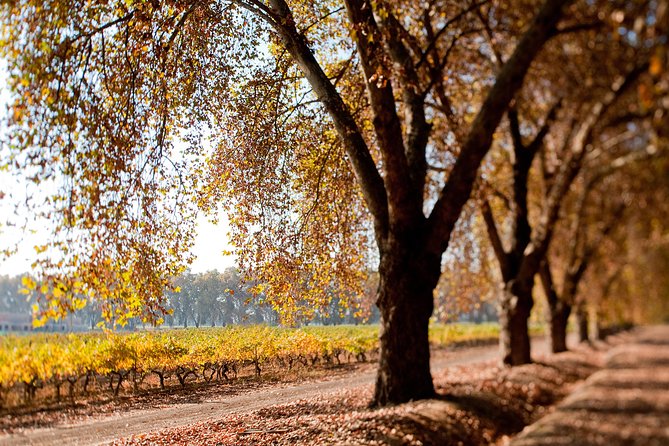 Traditional Wine Tour in Viña Cousiño Macul Official English - Key Points