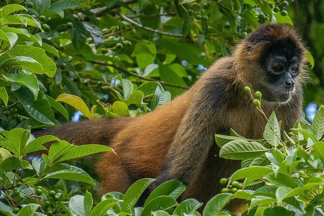 Wildlife Boat Trip Caño Negro - Inclusions and Logistics