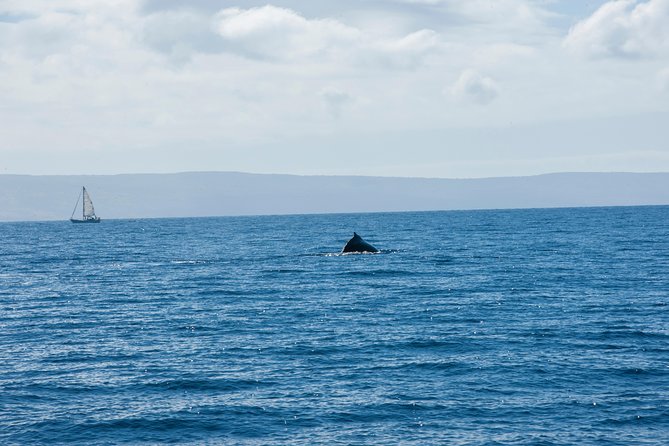 2-Hour Oahu Whale Watch From Ala Wai Harbor, Waikiki - Meeting Point and Departure Information