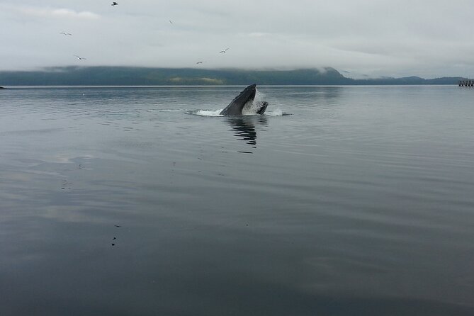 3.5 Hour Crowd-Skipping Whale Tour in Juneau Alaska - Vessel and Onboard Amenities