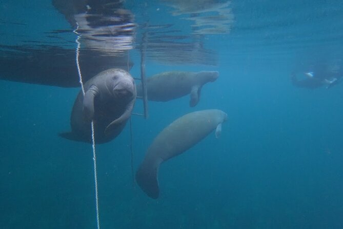 3-Hour Small Group All-Inclusive Manatee Swim With Photo Package - Whats Included