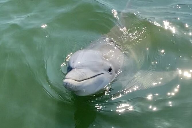 90-Minute Private Dolphin Tour in Hilton Head Island - Tour Highlights