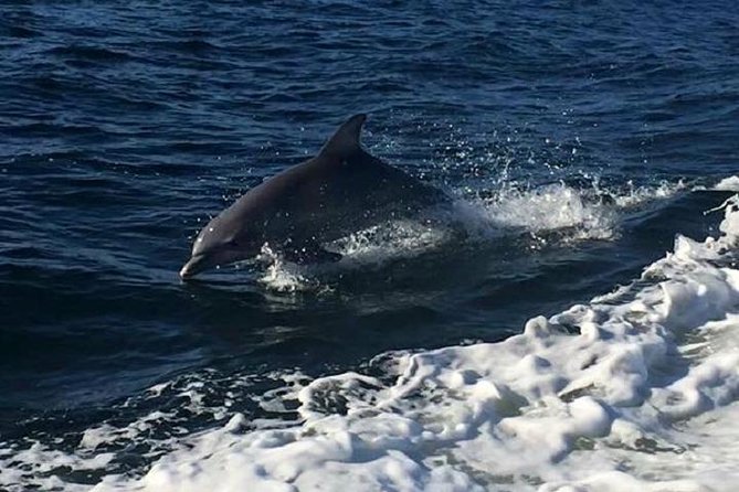 Alabama Gulf Coast Dolphin Cruise - Spotting Native Wildlife on the Cruise