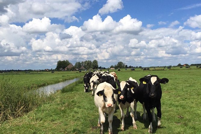 Amsterdams Countryside Half-Day Bike Tour in Small Group - Exploring the Dutch Countryside