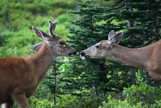 Best of Mount Rainier National Park From Seattle: All-Inclusive Small-Group Tour - Itinerary and Activities