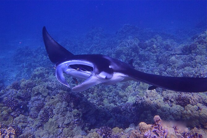 Big Island Manta Ray Night Snorkel - Prerequisites and Health Restrictions