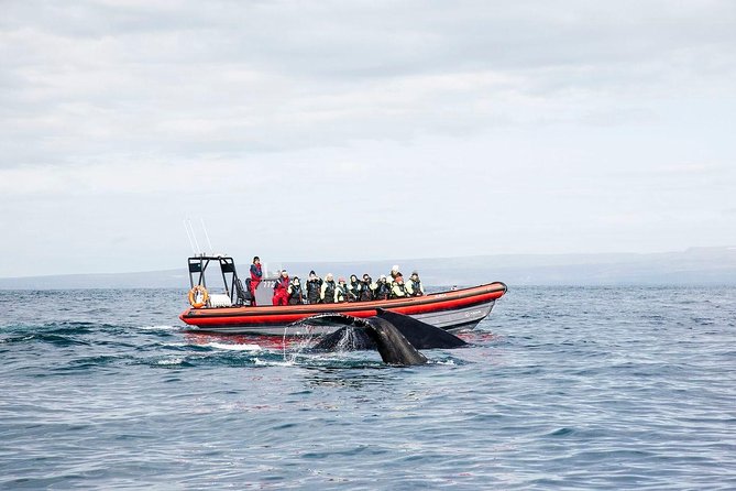 Big Whales & Puffins RIB Boat Tour From Húsavík - Tour Details and Itinerary