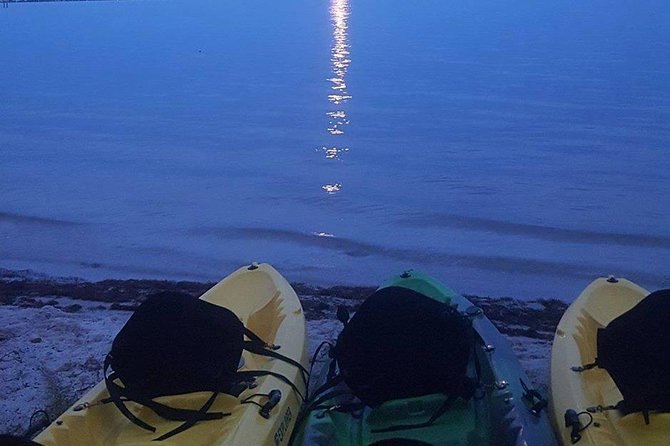 Bioluminescence Night Kayaking Tour of Merritt Island Wildlife Refuge - Wildlife Spotting Opportunities