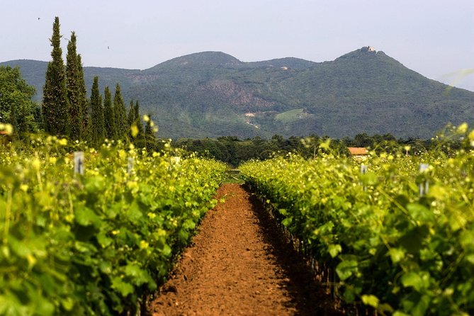 Bolgheri: Classic Wine Tasting With Winery Tour - Winerys History and Reputation