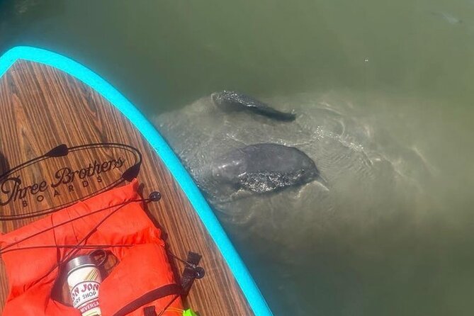 Dolphin, Manatee and SeaTurtle SUP Adventure Tour of St Augustine - Exploring the Wildlife