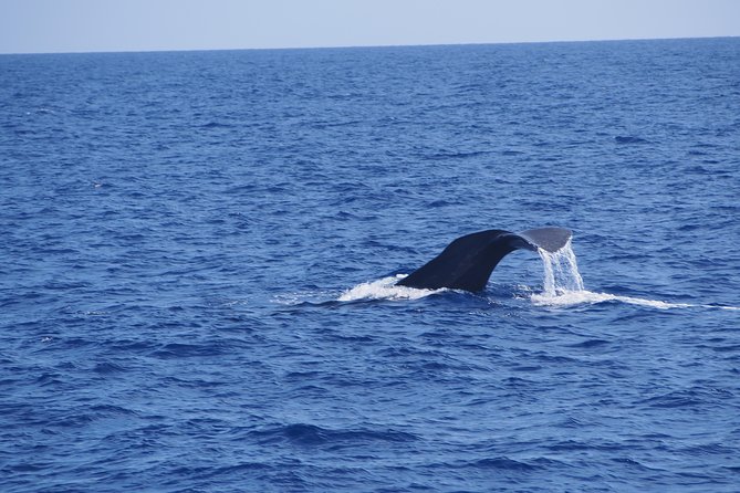 Dolphin - Whale - Turtle - Bird Watching - Discovering the Marine Life