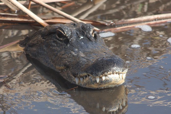 Everglades Day Safari From Ft Lauderdale - Tour Itinerary