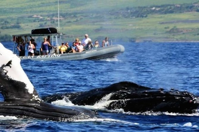 Eye-Level Whale Watching Eco-Raft Tour From Lahaina - Tour Inclusions