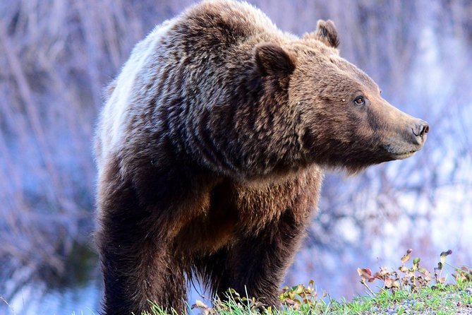 From Jackson Hole: Yellowstone Old Faithful, Waterfalls and Wildlife Day Tour - Witnessing the Power of Old Faithful