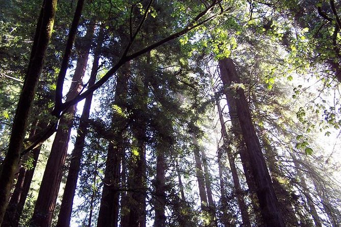 From San Francisco: Guided Tour to Muir Woods Coastal Redwoods - Experience and Itinerary