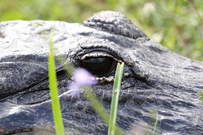 Full-Day Kayak Adventure in the Everglades - What to Expect During the Excursion