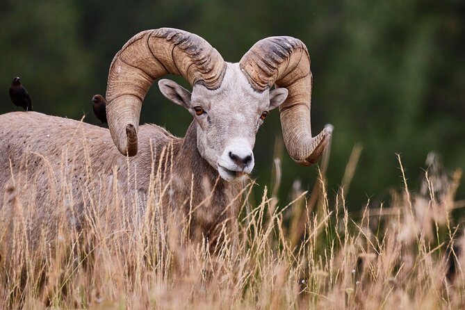 Grand Teton Half Day Tour - Wildlife Sightings