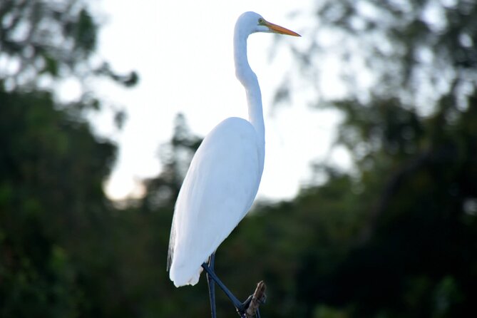 Guided Boat Tour of New Orleans Bayou and Wildlife - Meeting and Pickup Information