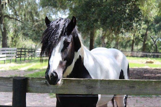 Gypsy Gold Horse Farm Tour - Meeting the Horses and Engaging With the Owners