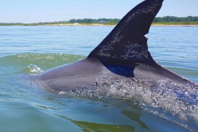 Hilton Head Island Dolphin Boat Cruise - Exploring the Marine Ecosystem