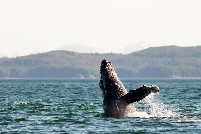 Juneau Wildlife Whale Watching - Booking and Transportation