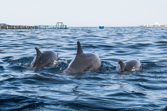 Kayak Safari With Dolphin and Turtle Watching in Guaza - Exploring the Meeting and Pickup Location