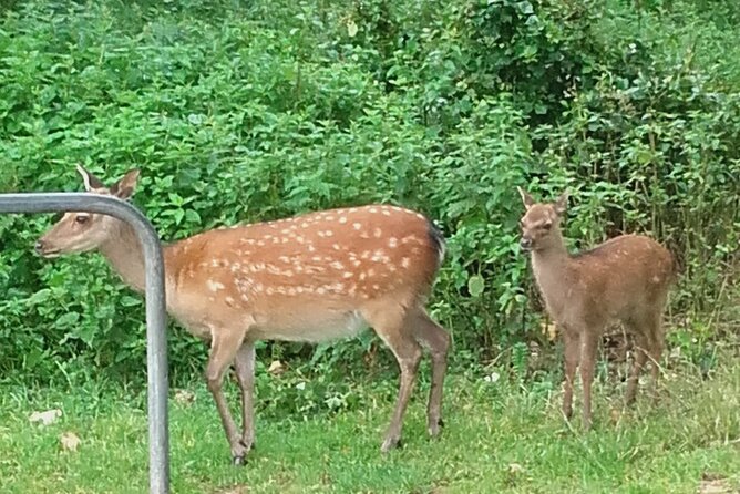 Killarney National Park Tour - Meeting and Pickup Details