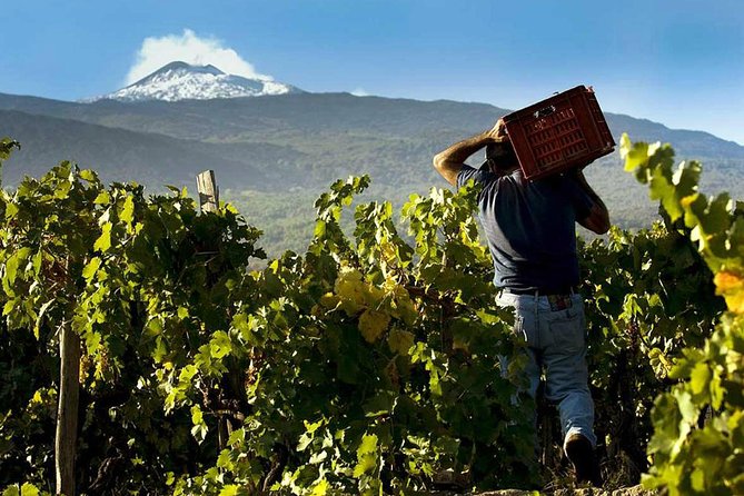 Private 6-Hour Tour of Three Etna Wineries With Food&Wine Tasting - Inclusions and Logistics