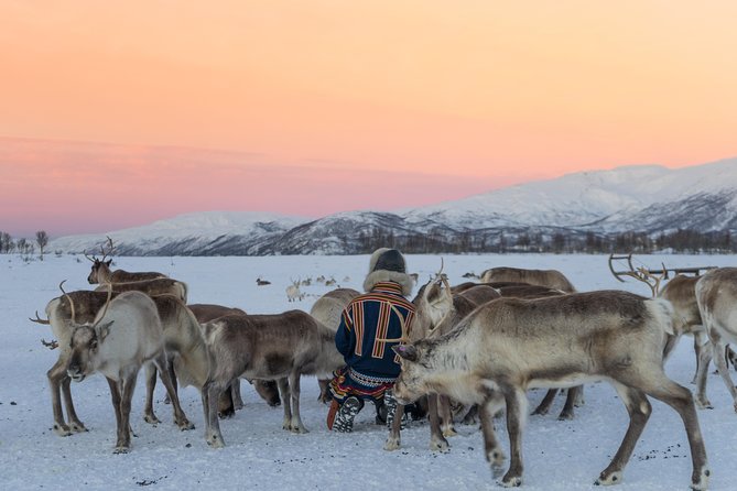 Reindeer Visit, and Sami Culture Including Lunch From Tromso - Reindeer Interaction and Activities