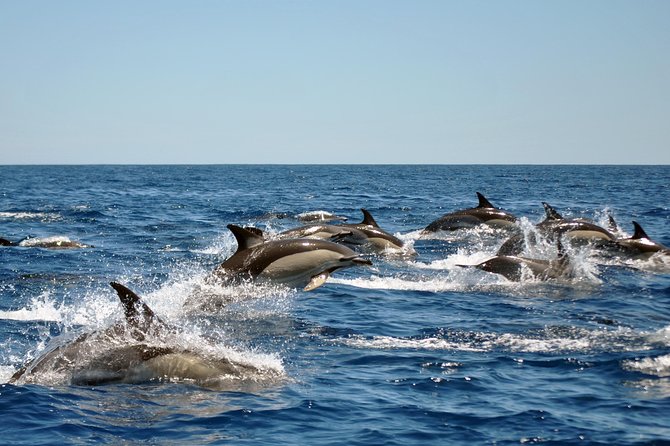 Sealife Sea Safari, Dolphin Watching With Marine Biologists Lagos - Meeting and Accessibility