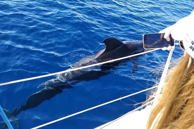 Whale and Dolphin Small Group Sailing From Tenerife South - Inclusions and What to Expect