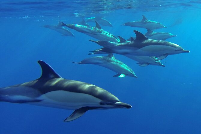 Whale and Dolphin Watching Tour From Funchal - Meeting and Pickup Details