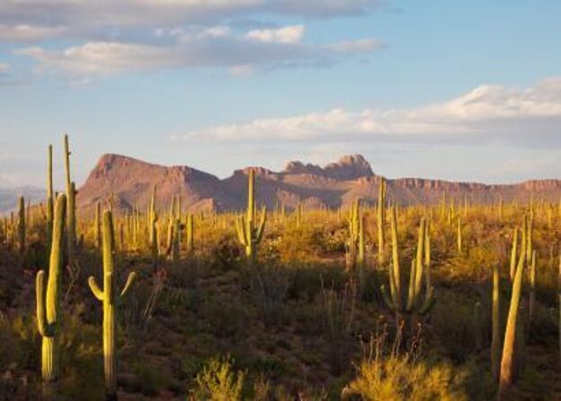 3 Hour Guided TomCar ATV Experience in Sonoran Desert - Key Points