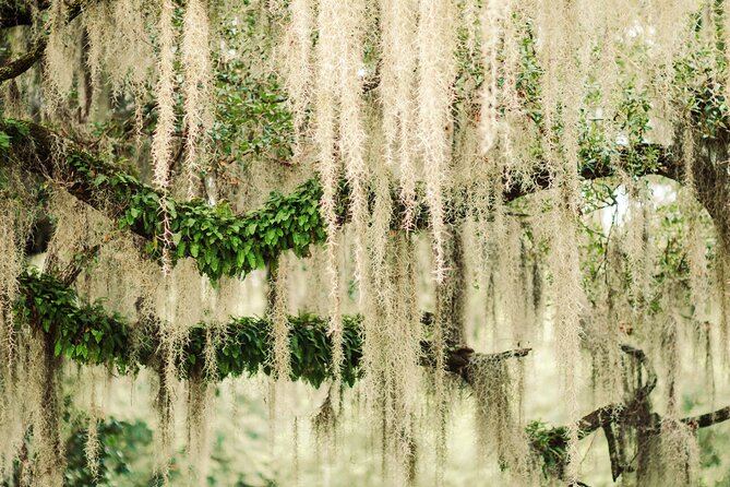 2-Hour Bonaventure Cemetery Walking Tour - Knowledgeable and Engaging Tour Guides