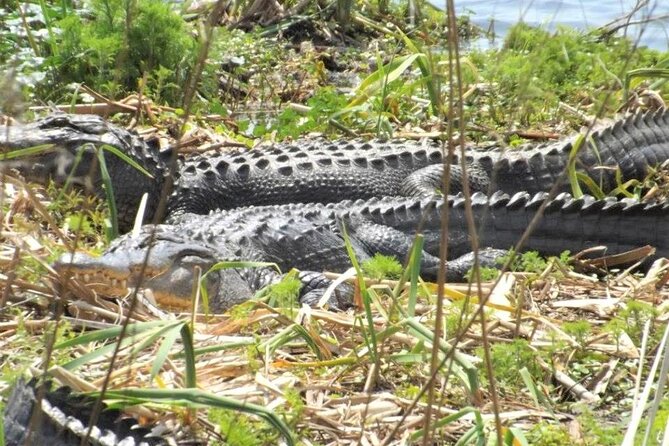 2-Hour Guided Segway Tour of Huntington Beach State Park in Myrtle Beach - Segway Training and Safety