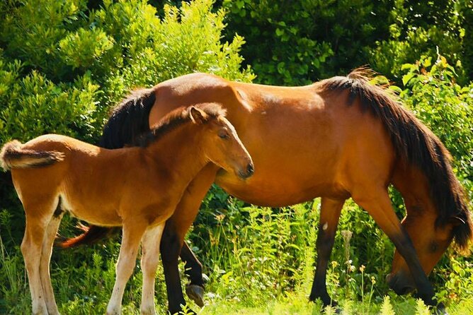 2-hour Outer Banks Wild Horse Tour by 4WD Truck - Age and Health Restrictions