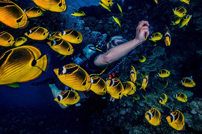 2 Tank Lanai Cathedral Scuba Dive Via Boat for Certified Divers - Meeting Information