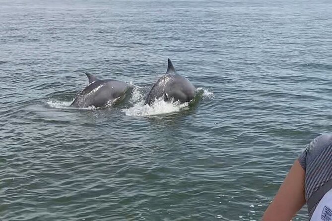 90-Minute Private Dolphin Tour in Hilton Head Island - Customer Reviews and Experiences