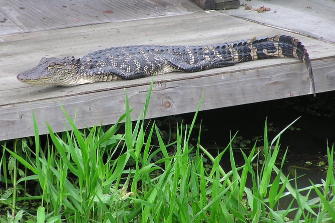 Airboat and Plantations Tour With Gourmet Lunch From New Orleans - Traveler Experiences and Feedback