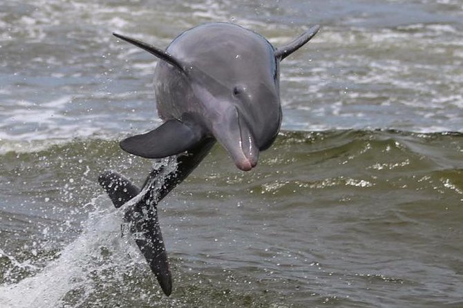 Alabama Gulf Coast Dolphin Cruise - Meeting and Logistics for the Dolphin Cruise