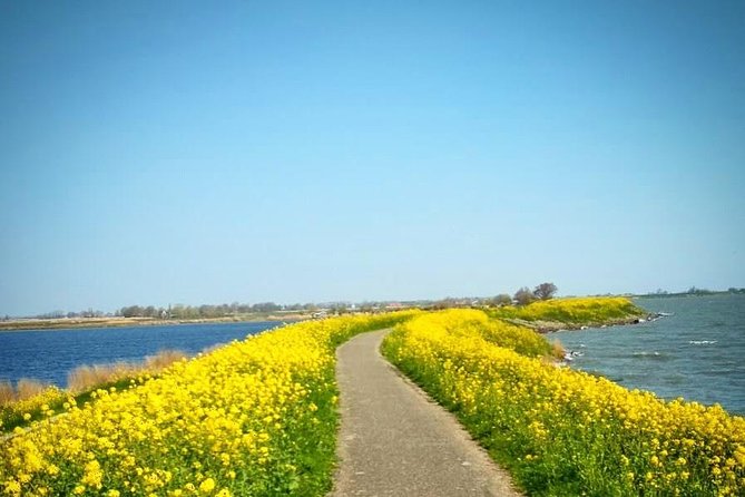 Amsterdams Countryside Half-Day Bike Tour in Small Group - Highlights of the Bike Tour