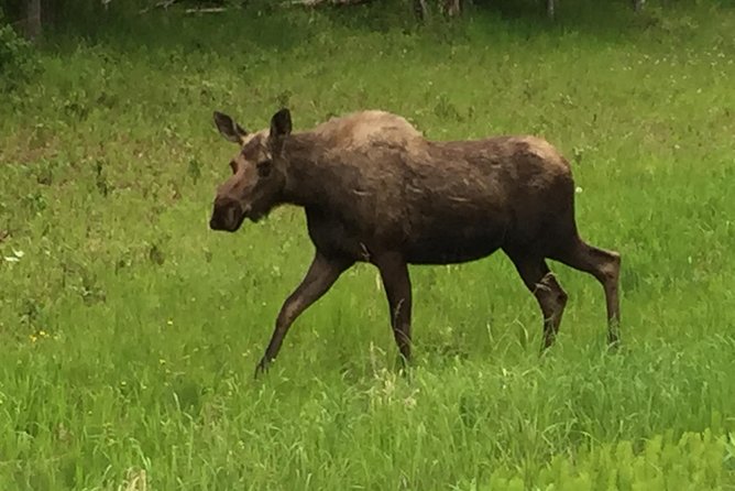 Anchorage City Tour W/ Taste of Wild Smoked Salmon & Reindeer Sausage - Scenic Views and Cultural Insights