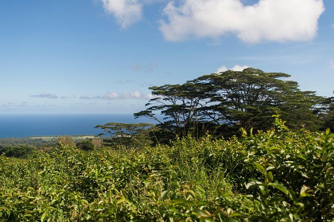 Big Island Kohala Canopy Zipline Adventure - Stunning Views Awaiting