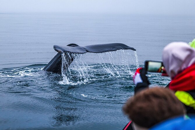 Big Whales & Puffins RIB Boat Tour From Húsavík - Wildlife Sightings and Experience