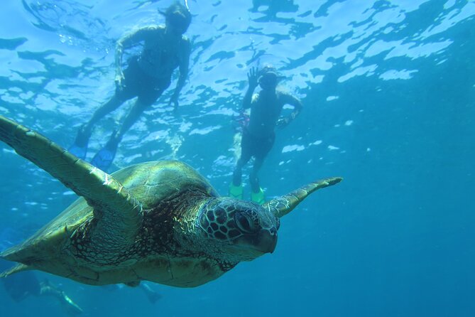 Clear Bottom Kayak and Snorkel Tour at Turtle Town, Makena - Tour Details