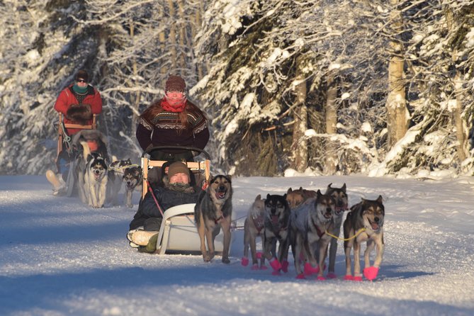 Dog Sledding and Mushing Experience in North Pole - What to Expect on the Trail