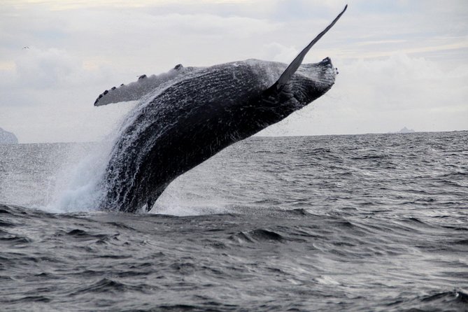 Dolphin and Whale Watching Tour From Dingle - Meeting and Logistics