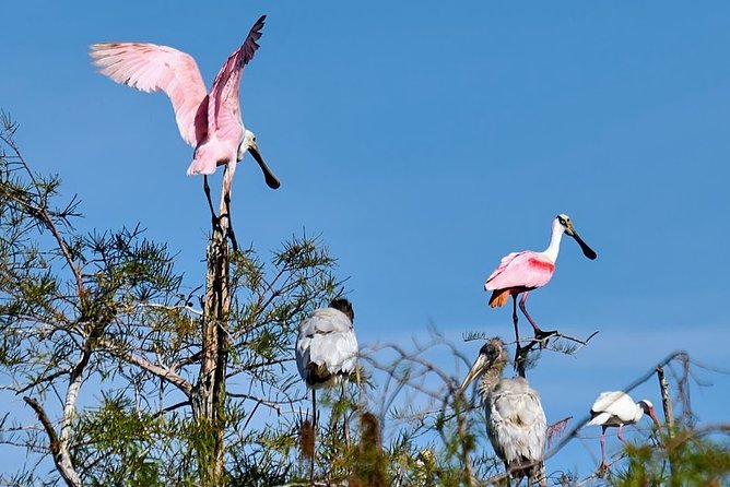 Everglades National Park Biologist Led Adventure: Cruise, Hike + Airboat - Nature Hike in Big Cypress National Preserve